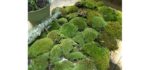 Appalachian Fresh - Live Moss for Shower