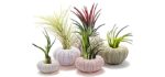 ANPHSIN Housewarming -  Air Plants for Shower