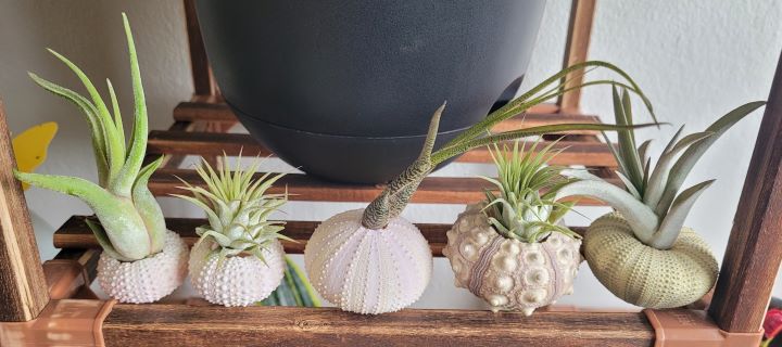 Confirming how appealing and relaxing the shower plants