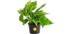 Costa Farms Golden Pothos - Easy-Care Live Plant for Shower Spaces