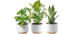 Costa Farms Easy to Grow - 3 Pack Air-Purifying Real Indoor Shower Plant Collection