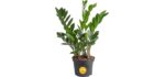 Costa Farms ZZ - Low-Maintenance Live Plant for Shower Spaces