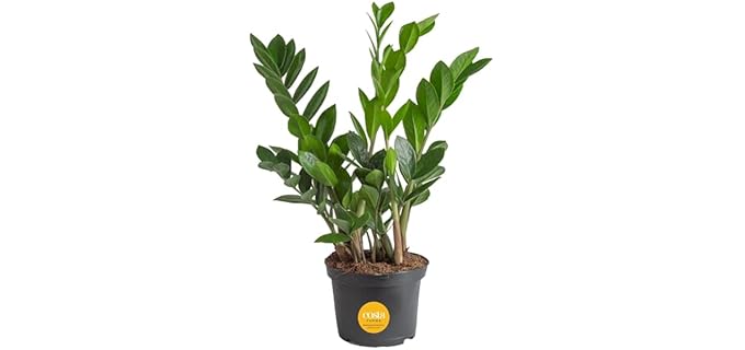 Costa Farms ZZ - Low-Maintenance Live Plant for Shower Spaces