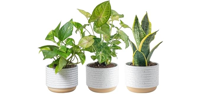 Costa Farms Easy to Grow - 3 Pack Air-Purifying Real Indoor Shower Plant Collection